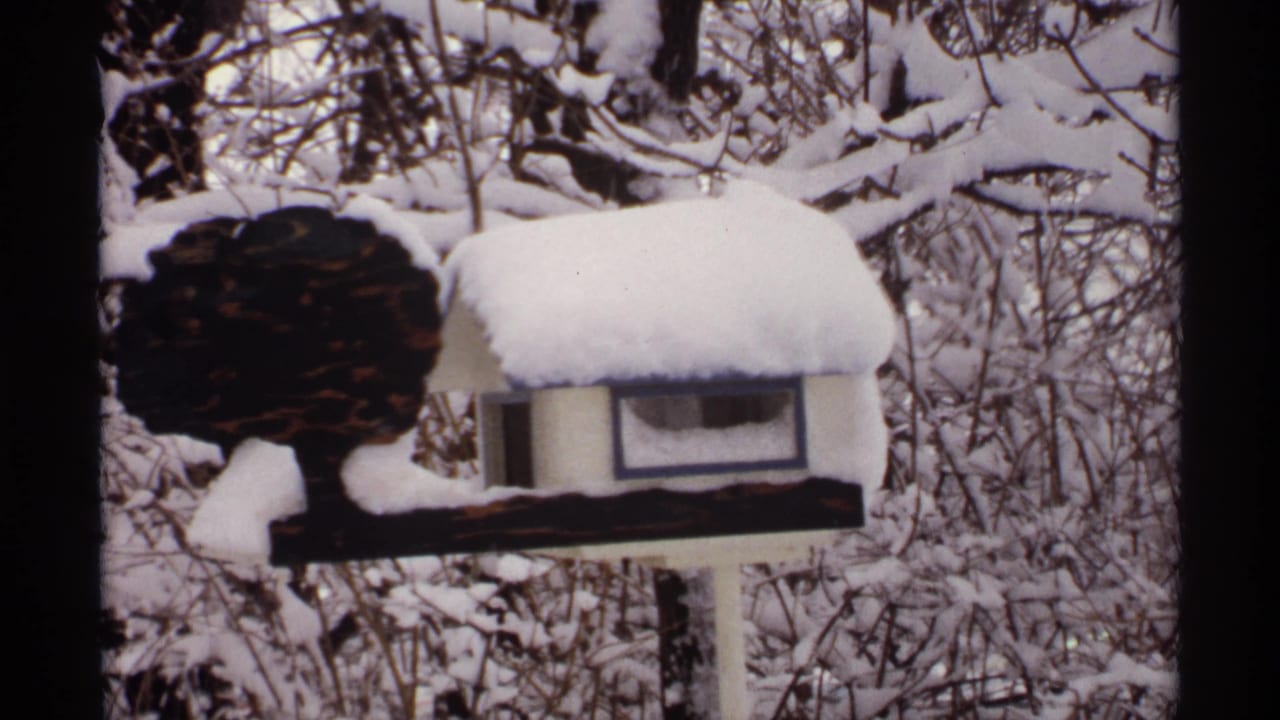 Snow-covered birdhouse and bare winter branches seen through dark tree trunks.