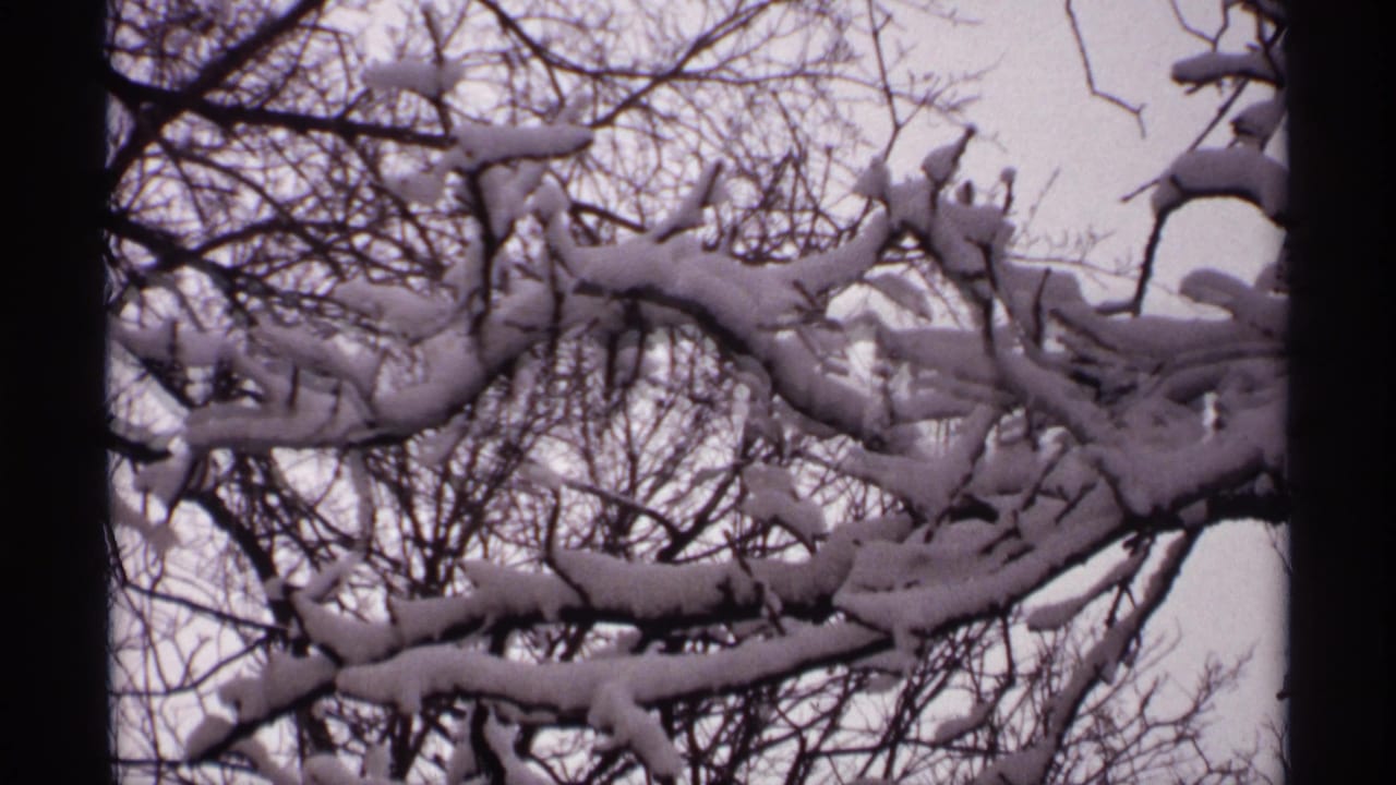 Snow-covered bare branches against a pale winter sky.