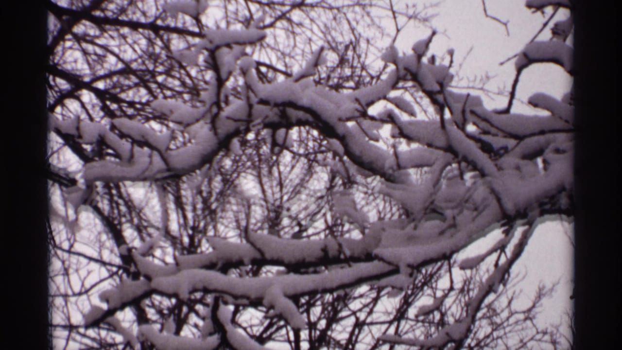 Heavy snow lying on twisting bare tree limbs.