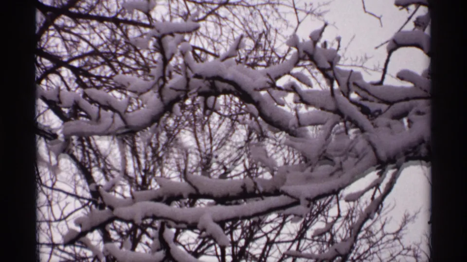 Snow-laden tree limbs fill the frame in this Wisconsin winter home-movie view from 1971.