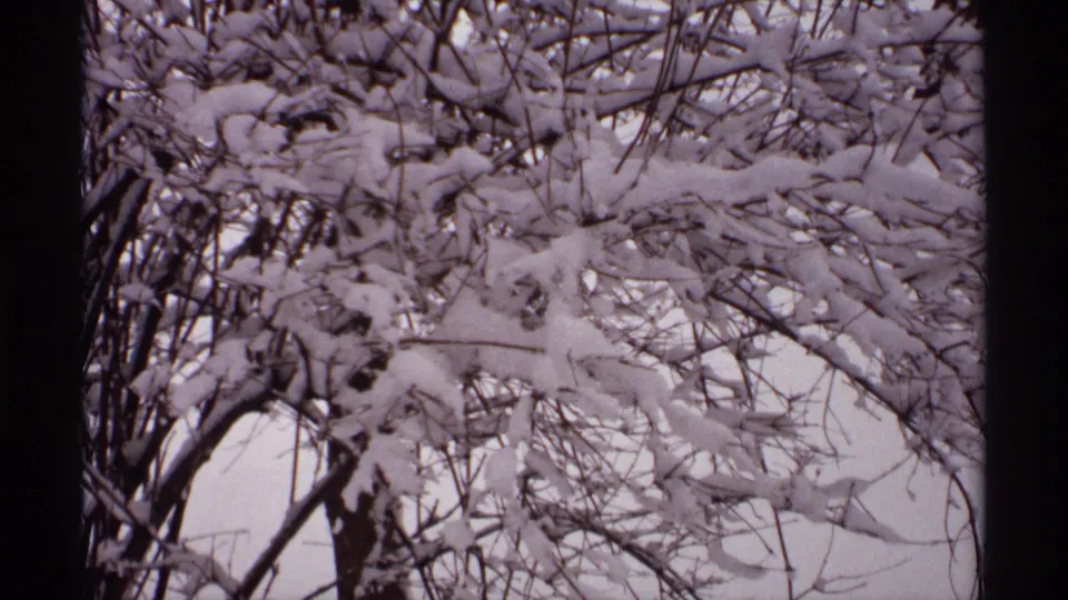 A dense cluster of snowy branches and twigs appears in 1971 Wisconsin 8mm winter footage.