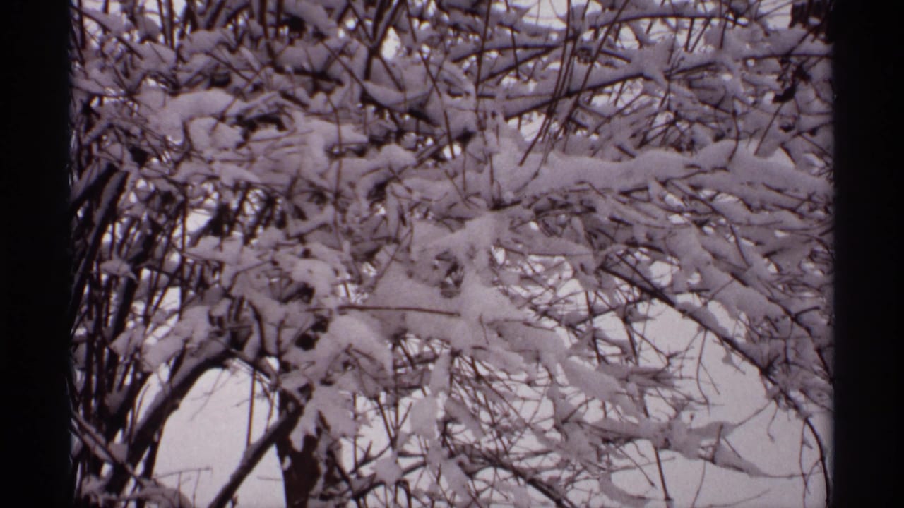 Snow-covered bare branches fill the frame, bordered by dark film edges.