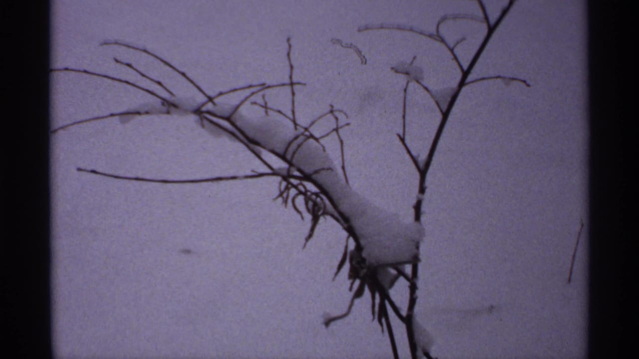 Bare winter branches hold clumps of snow against a pale sky.