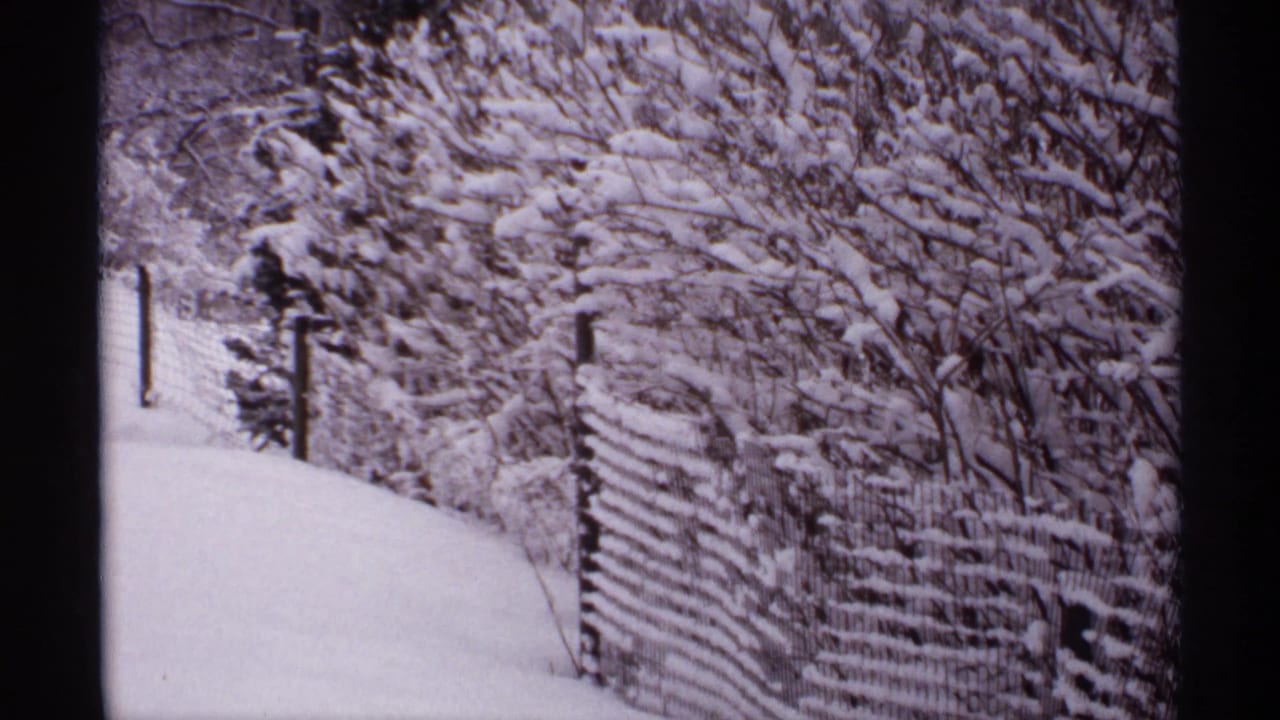 Snow-covered path beside a wire fence and dense winter branches.