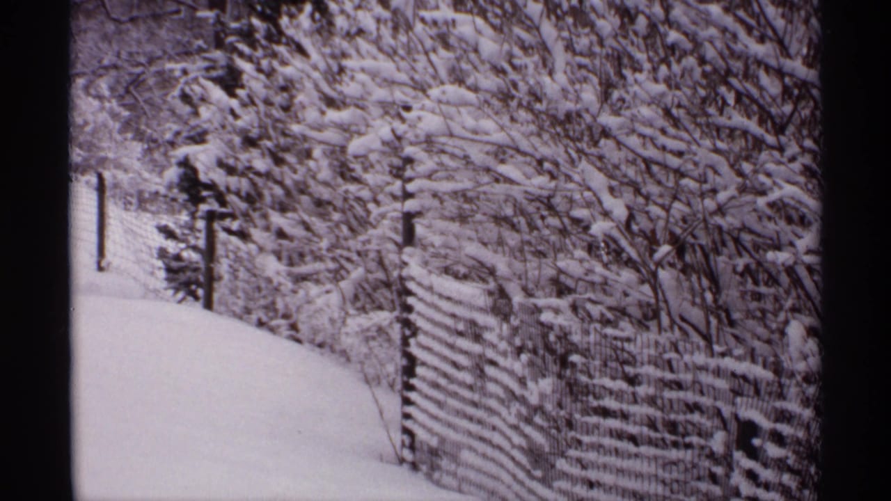 Snowy path, fence posts, and branches covered with fresh snow.