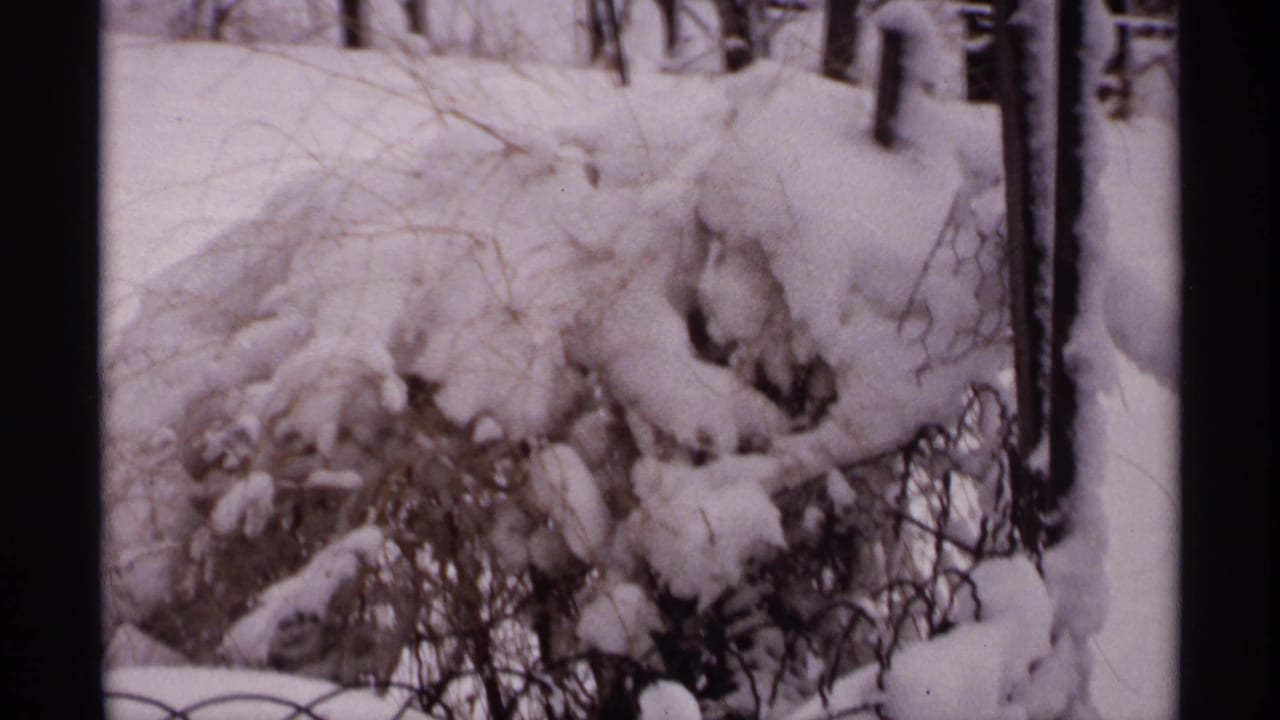 Snow-covered shrubs and tree trunks beside a wire fence.
