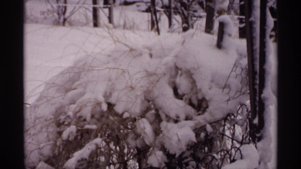 Snowy brush and trees seen through dark film borders.