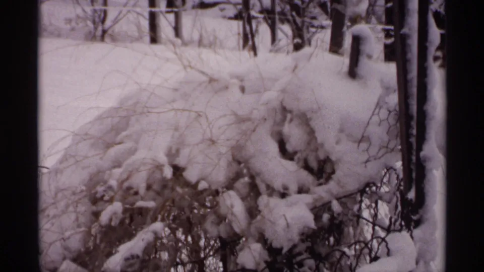 1971 Wisconsin winter frame with snow-loaded brush, bare branches, tree trunks, and a fence line in soft 8mm color.