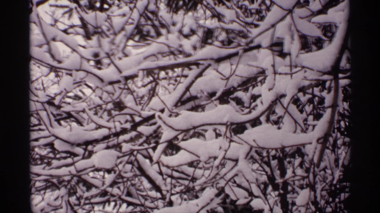Snow-covered bare branches fill the frame in close view.