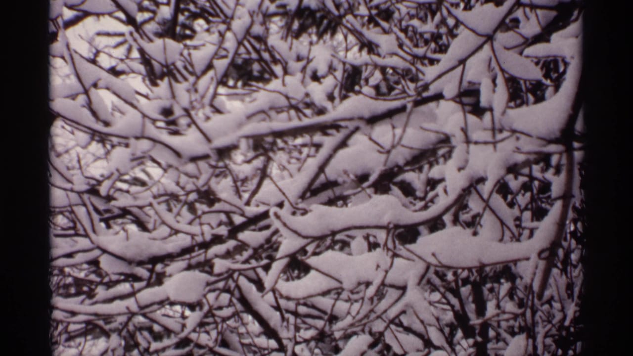 Dense snow-covered branches fill a close winter frame.
