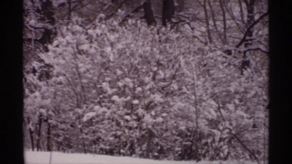 Wider 1971 Wisconsin winter view of snow-covered shrubs and trees under muted light.
