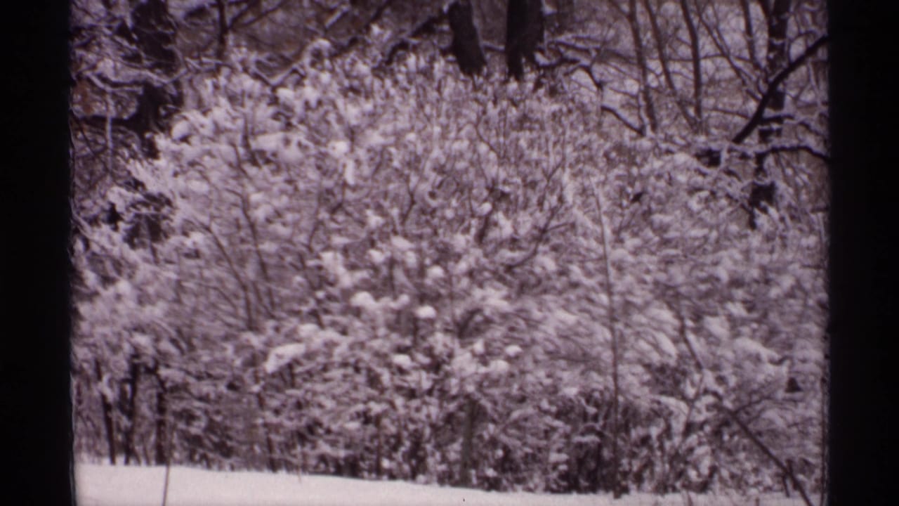 Snow-covered trees and ground seen through dark vertical frame edges.