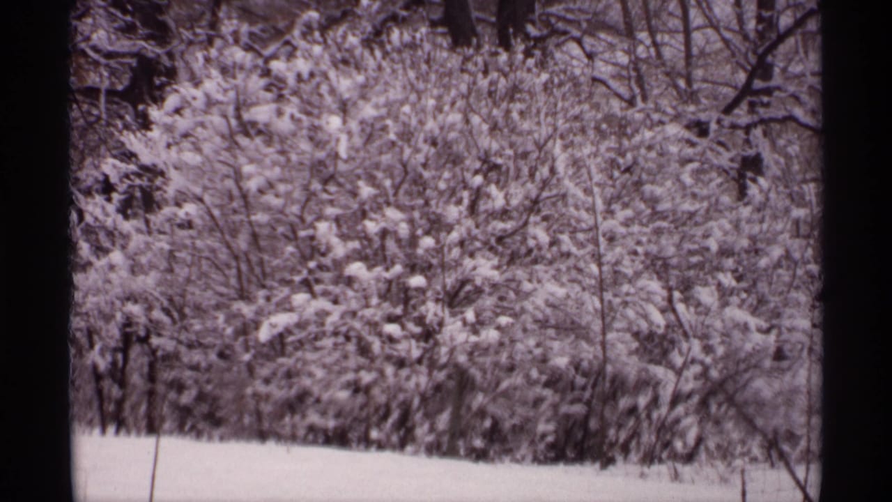 Snowy wooded area with dense frost-covered branches and open snow below.