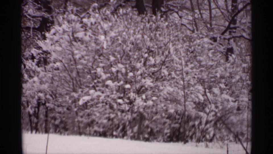 1971 Wisconsin winter view showing snow-coated branches, bare trees, and an undisturbed white ground plane.