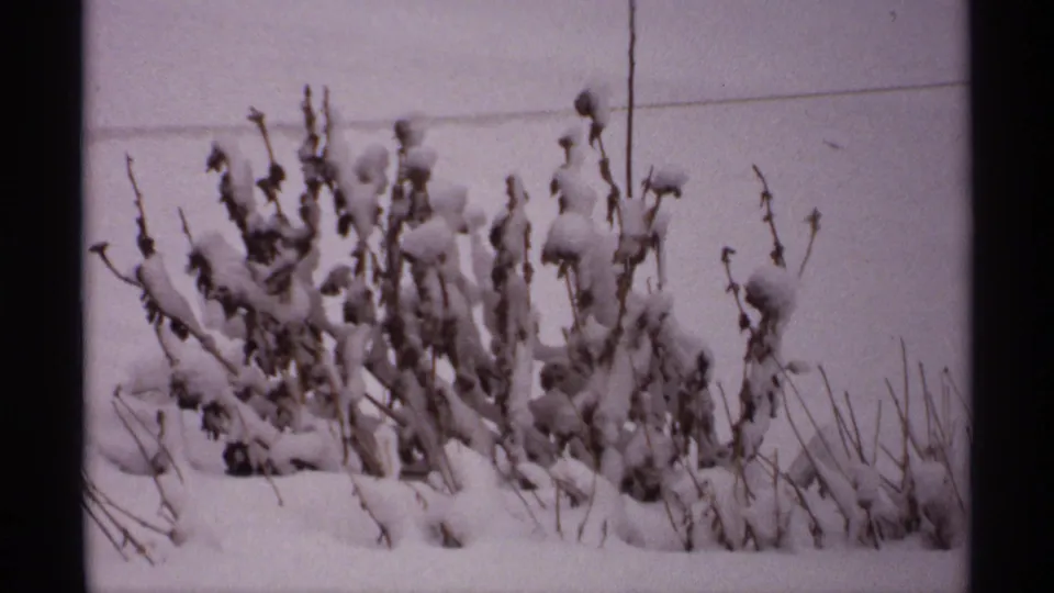 1971 Wisconsin 8mm frame focused on low shrubs and stems heavily coated with snow in a still winter setting.