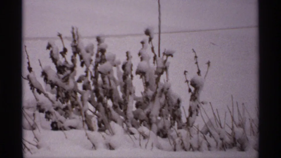 1971 Wisconsin winter frame of snow-capped shrubs and dry stems standing before a smooth expanse of snow.