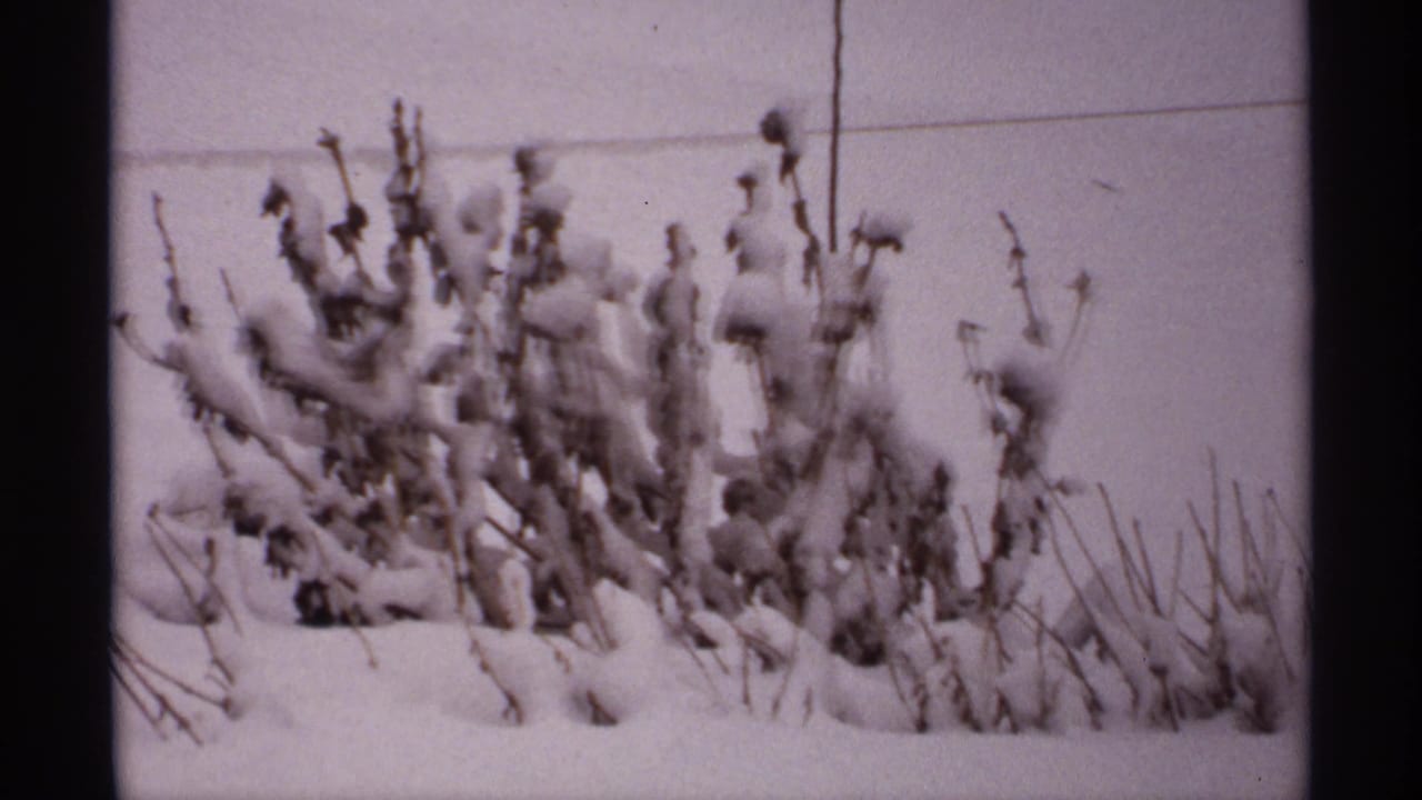 1971 Wisconsin 8mm frame showing snow-covered dried stalks and seed heads in a still winter landscape.