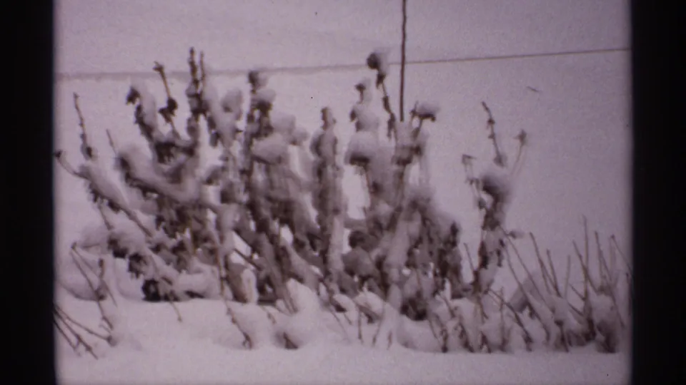1971 Wisconsin 8mm frame showing snow-covered dried stalks and seed heads in a still winter landscape.