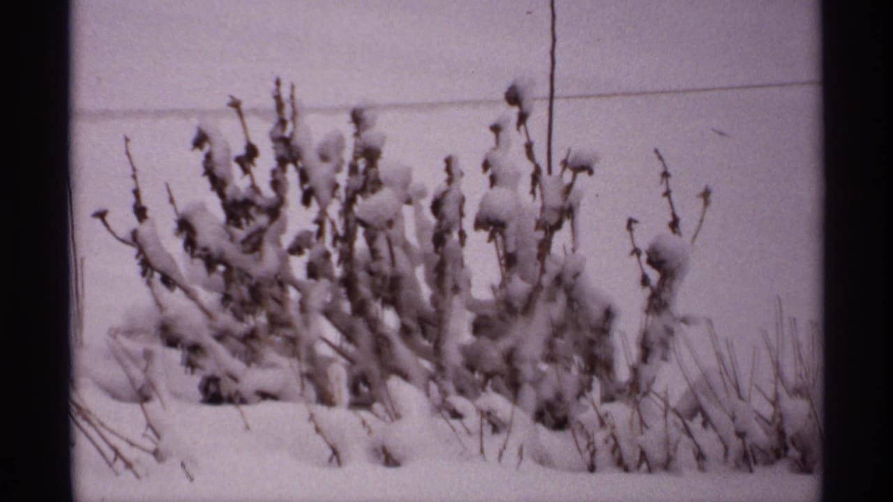 Cluster of dried winter plants coated with snow beside bare grass stems.