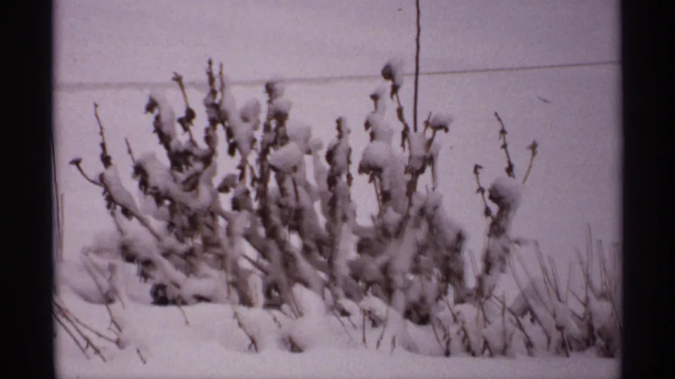 1971 Wisconsin 8mm frame with a snow-coated plant cluster, bare stems, and muted overcast background.