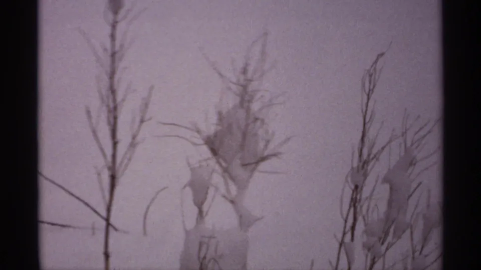 1971 Wisconsin 8mm frame showing thin bare branches and dried plants rising from snow under a pale sky.