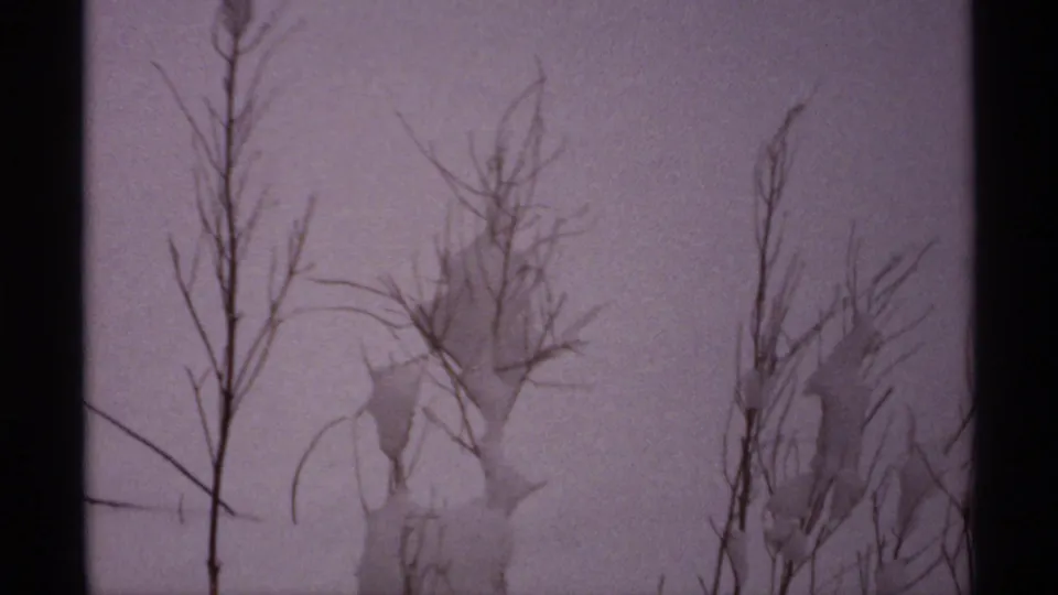 1971 Wisconsin 8mm frame of sparse bare stems and snow-covered dormant plants in a still winter landscape.