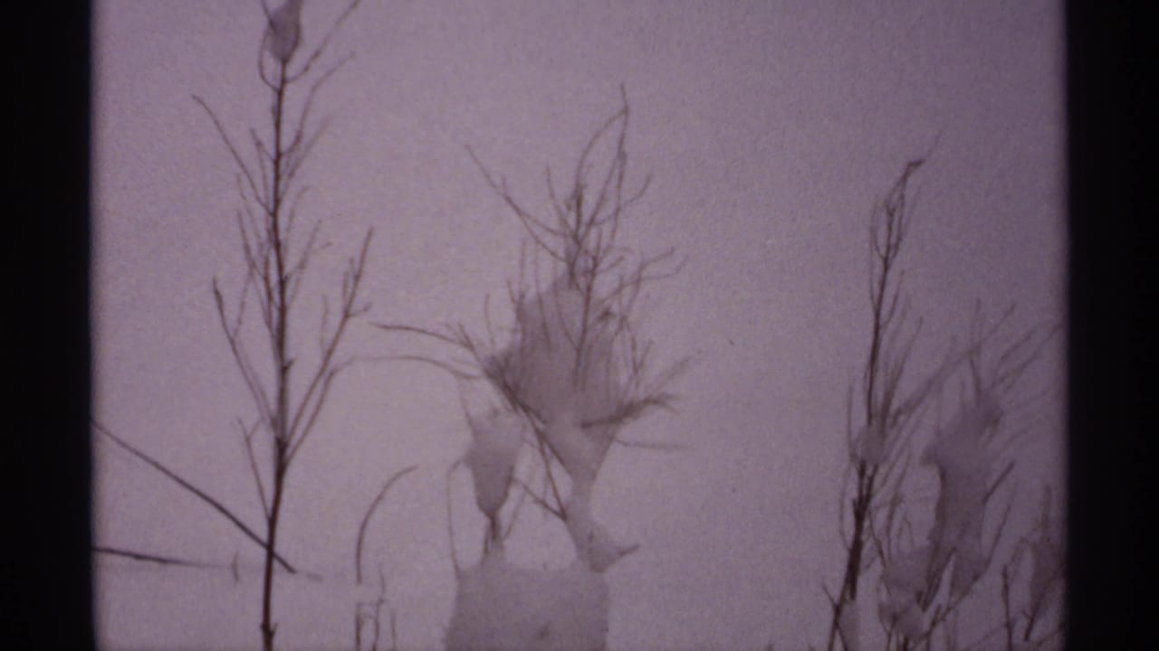 Bare winter stems and snow-covered plants seen through dark 8mm frame edges.