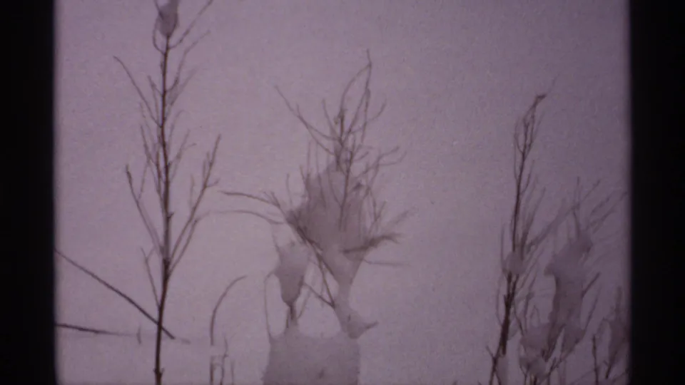 1971 Wisconsin 8mm frame showing bare stems and snow-laden plants against a pale winter background.