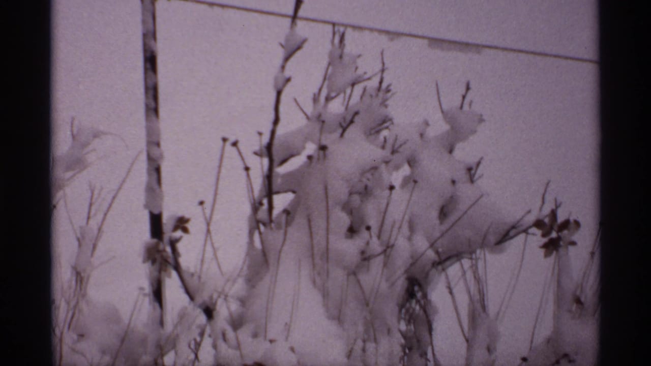 Snow-heavy branches and tall dead stalks lean in a winter wind.