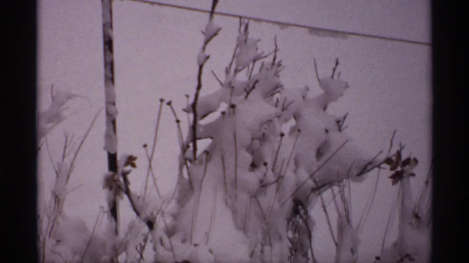 1971 Wisconsin 8mm frame of snow-covered branches and plant stalks bending in winter wind.
