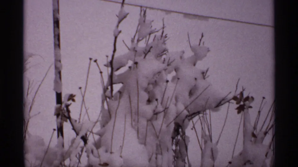 1971 Wisconsin 8mm frame showing dried vegetation weighed down by heavy snow.
