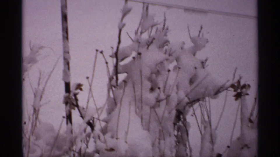 1971 Wisconsin 8mm frame of snow-coated branches and stalks moving in a winter gust.