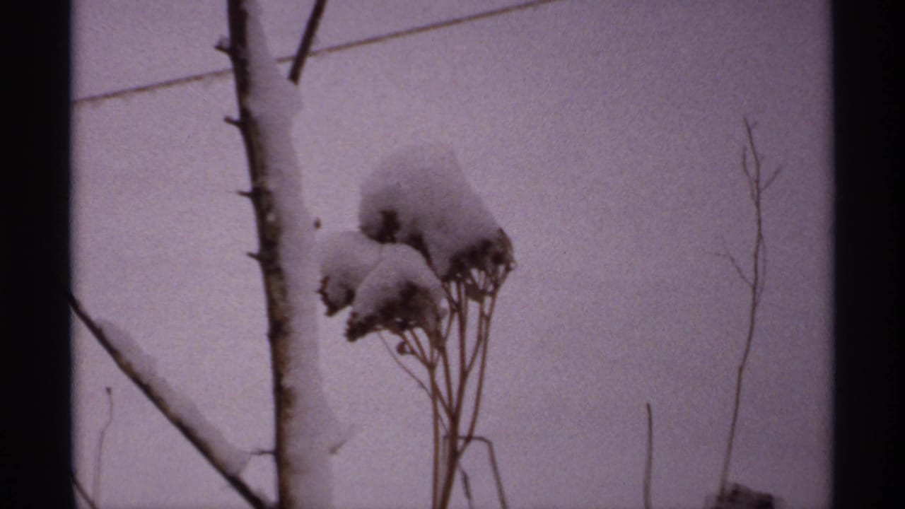 Snow-covered dried flower heads beside a bare tree trunk in a winter yard.