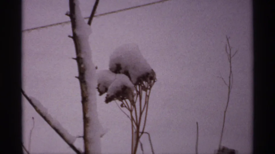 1971 Wisconsin 8mm frame showing snow resting on dried garden plants near a slender tree trunk and pale winter sky.