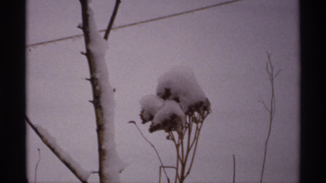 Dried plant stalks capped with snow near a bare trunk and winter sky.
