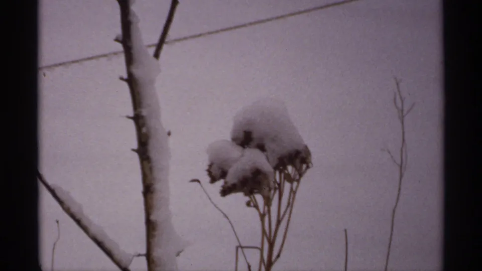 Snow-covered garden plants and a bare tree trunk appear in a static 1971 Wisconsin home-movie winter frame.