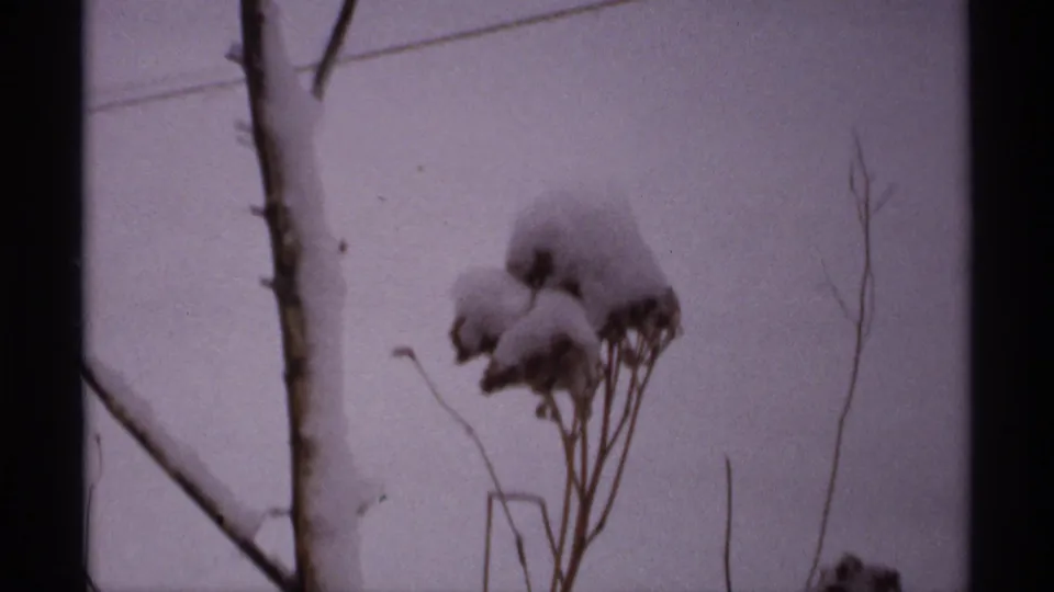 1971 Wisconsin home-movie frame with snow on dried garden stalks, bare branches, and a soft purple-tinted sky.
