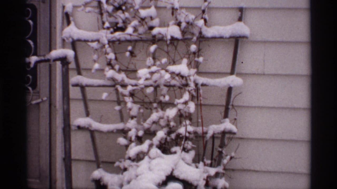 Snowy trellis and vines against the side of a house.