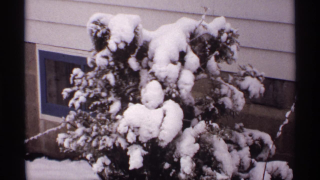 Snow-covered evergreen bush beside a light-sided house with a blue-trimmed window.