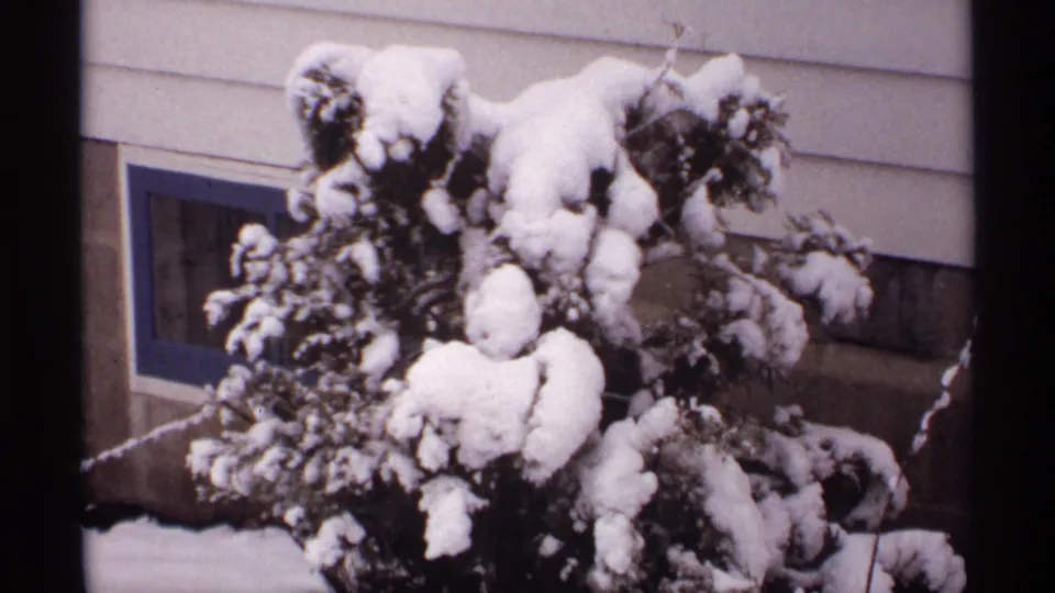 1971 Wisconsin 8mm frame showing a snow-laden evergreen shrub near a light-sided residential exterior and blue-trimmed basement window.