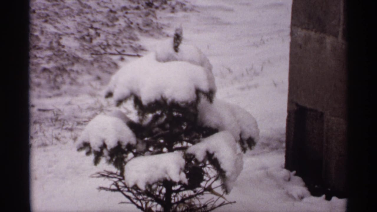 Small evergreen shrub heavily covered in snow near a vertical house edge.