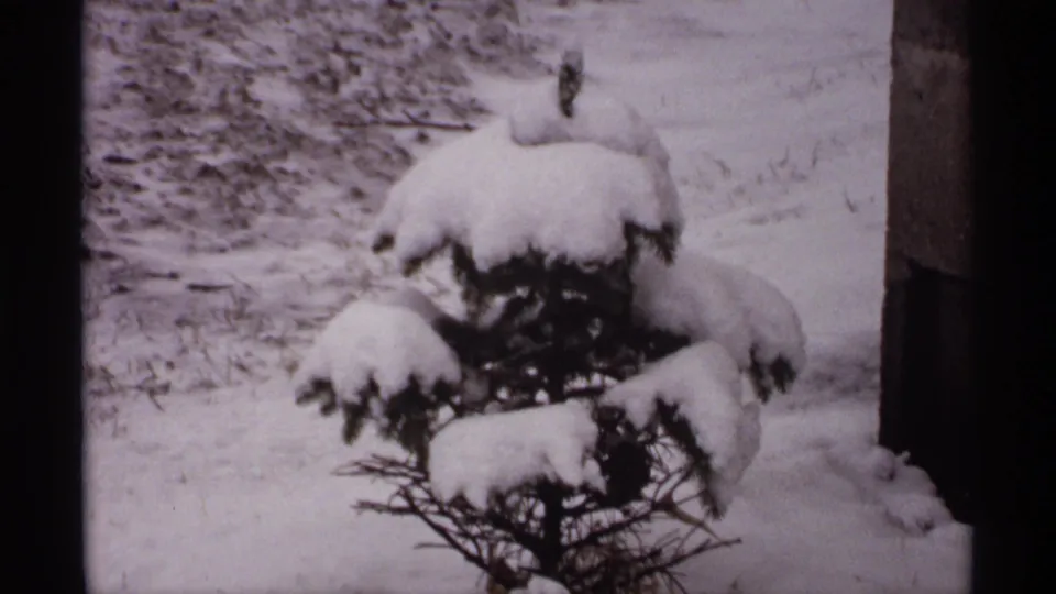 1971 Wisconsin home-movie frame showing a small evergreen shrub blanketed by snow near a residential exterior edge.