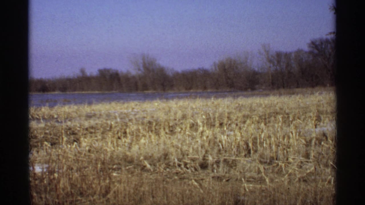 Flooded wetland field with brown reeds, leafless trees, pale sky, and dark film borders.
