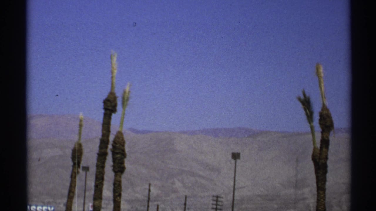 Pruned palm trunks stand before distant desert hills under a blue sky.