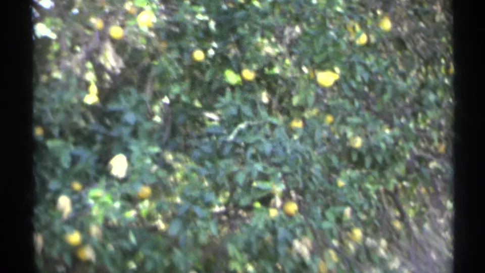 1972 Arizona 8mm frame looking into dense citrus foliage with yellow fruit visible among leaves.