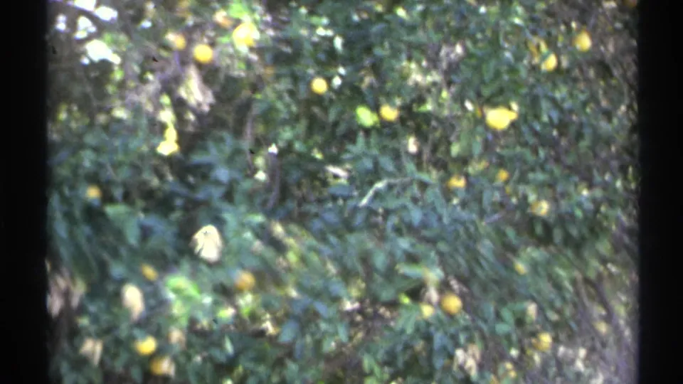 1972 Arizona home-movie frame showing leafy fruit trees with yellow citrus and soft 8mm exposure.