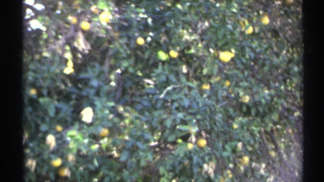 Yellow citrus fruit hanging among dense green leaves.