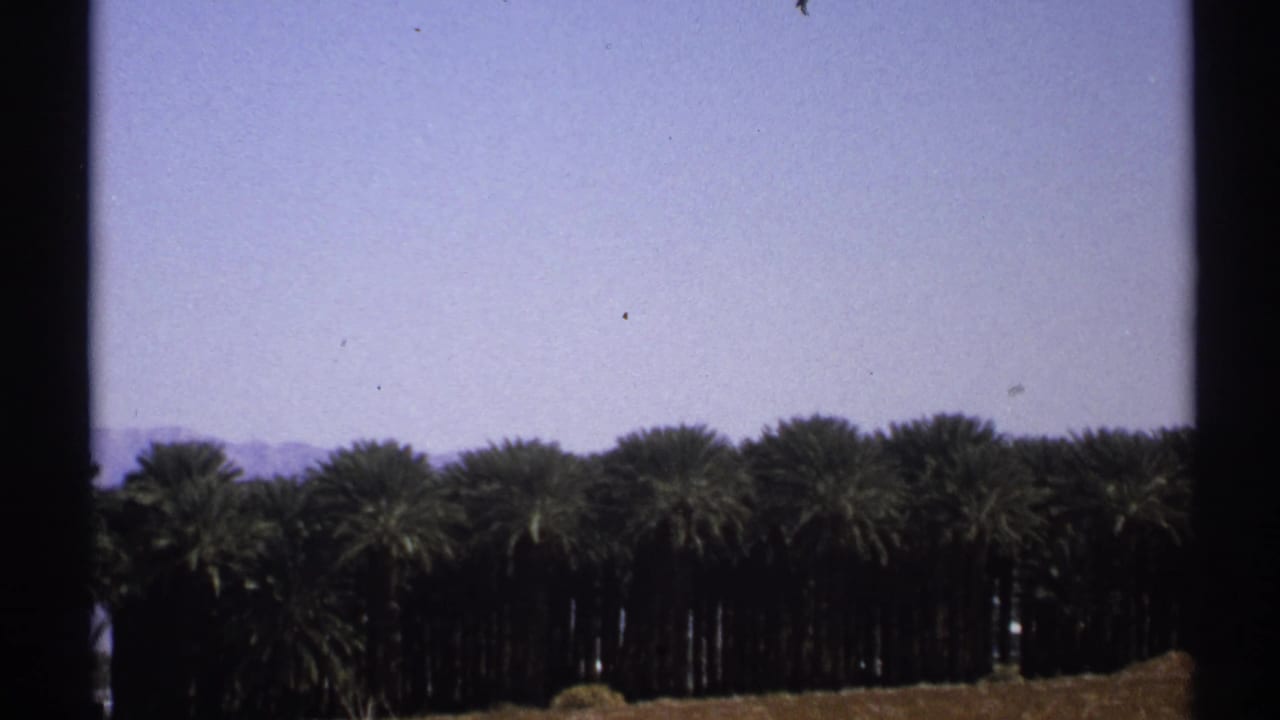 Palm grove seen below a pale blue sky with distant hills.