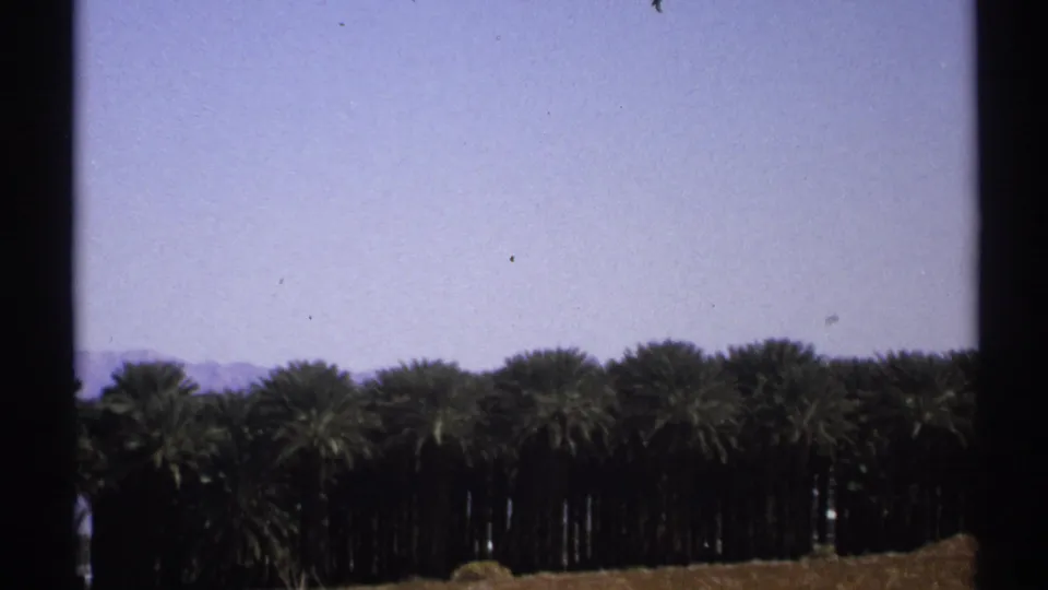 1972 Arizona 8mm frame showing a row of palms beneath open sky, with faint hills in the distance.
