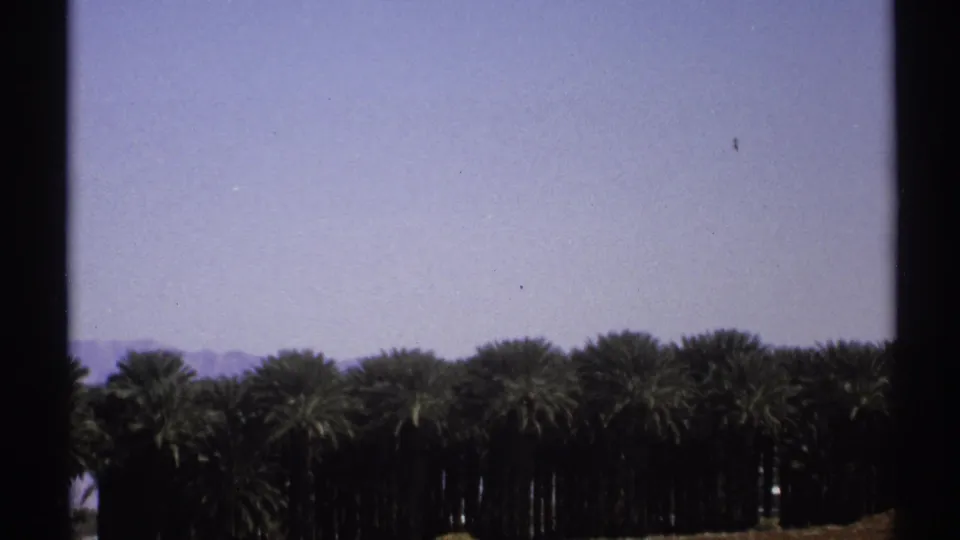 1972 Arizona 8mm frame with a low row of palms, distant hills, and broad sky from a handheld home-movie view.